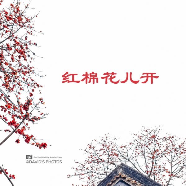 红棉花儿开